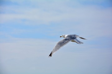 Fliegende Möwe mit viel blauem Himmel