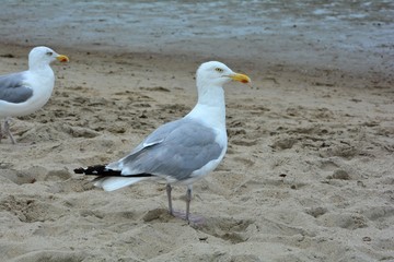 Zwei Möwen stehen bei Ebbe am Sandstrand