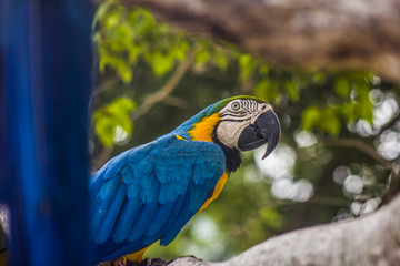 Brazilian birds outdoors