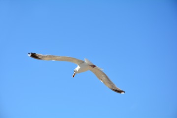 Möwe mit viel blauem Himmel