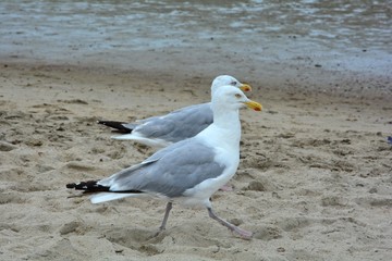 Zwei Möwen rennen am Sandstrand