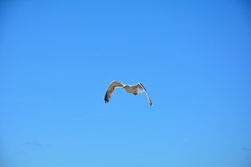 Eine fliegende Möwe mit viel blauem Himmel