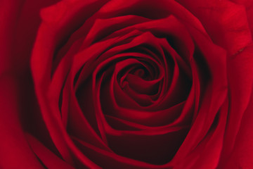 red blossom rose close-up