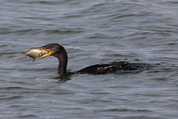 Cormorant with Large Fish