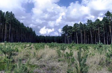 Polish wild forest - Slowinski National Park, Poland