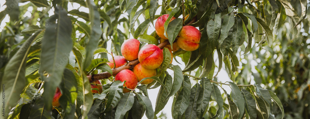 Wall mural sweet organic nectarines on tree in big garden. banner