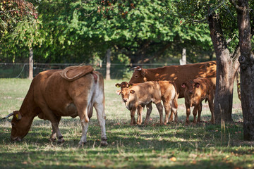 Herd of dairy cows, cattle with calfs, fools or silly grazing the grass and red riped sweet apples in old organic farming orchard with apple branches during summer day.