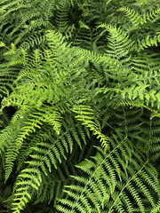 Fougères dans une forêt de pins