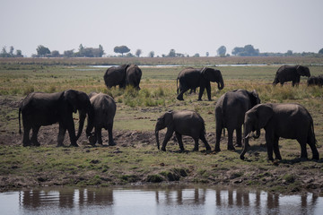 Fototapeta na wymiar Elephants in Chobe National Park, Botswana
