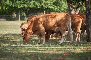 Fototapeta premium Herd of cattle or dairy cows grazing in the old organic orchard with apple branches during the summer sunny day, eating riped red apples feld from the trees to the grass. 