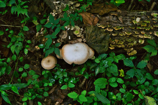 Fungi with lichen on tree turnk