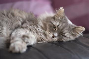 Siberiano gray cat laying