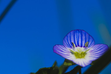 Bleu fleur Macro