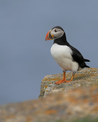 One Atlantic puffin standing on a rock near Elliston, Newfoundland