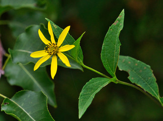 Bright yellow flower