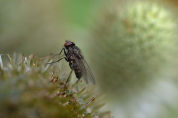 Fly