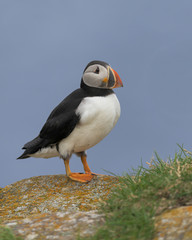 One Atlantic puffin standing on a rock near Elliston, Newfoundland