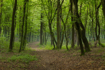 deep forest morning beautiful natural green scenery landscape and empty trail between trees with lonely atmosphere environment