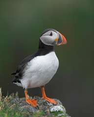 One Atlantic puffin standing on a rock with green background near Elliston, Newfoundland