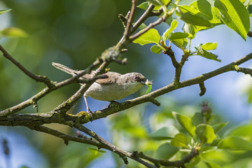 Fototapeta premium Lesser whitethroat (Sylvia curruca) with a caterpillar in a beak for chicks. Lesser whitethroat (Sylvia curruca) with a caterpillar in a beak