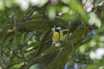 great tit (Parus major) with a caterpillar in a beak for chicks