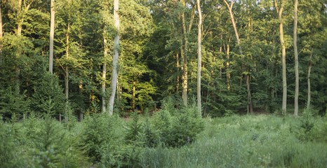 forest plantation with European larch seedlings. Young European larch trees planted in forest felling