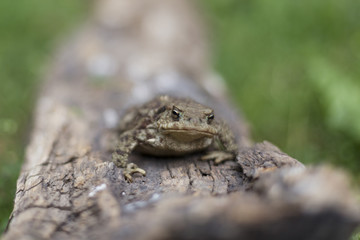 Common toad, Bufo bufo, sits on old wood on a green plant background