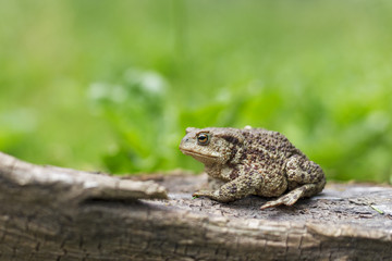 Common toad, Bufo bufo, sits on old wood on a green plant background