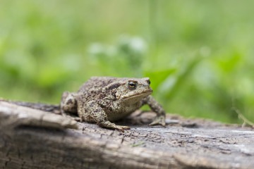 Common toad, Bufo bufo, sits on old wood on a green plant background