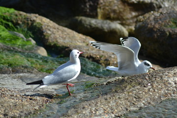 2 Gulls