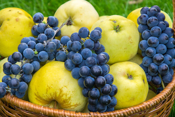 Basket with harvests of green apples and blue grapes. Basket of fresh, ripe, organic fruits in the garden.