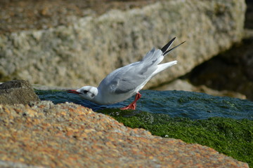 Sea Gull
