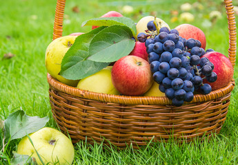 Basket with harvests of green and red apples and blue grapes. Basket of fresh, ripe, organic fruits in the garden.