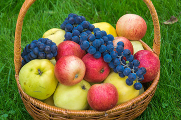 Basket with harvests of green and red apples and blue grapes. Basket of fresh, ripe, organic fruits in the garden.