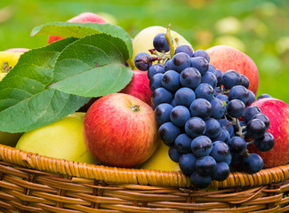 Basket with harvests of green and red apples and blue grapes. Basket of fresh, ripe, organic fruits in the garden.