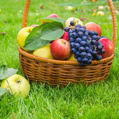 Basket with harvests of green and red apples and blue grapes. Basket of fresh, ripe, organic fruits in the garden.