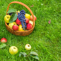 Basket with harvests of green and red apples and blue grapes. Basket of fresh, ripe, organic fruits in the garden.