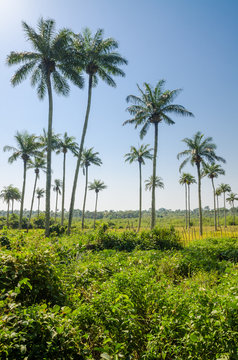 Scenic view over palm trees on tropical island Bubaque, part of the Bijagos Archipelago, Guinea Bissau, Africa