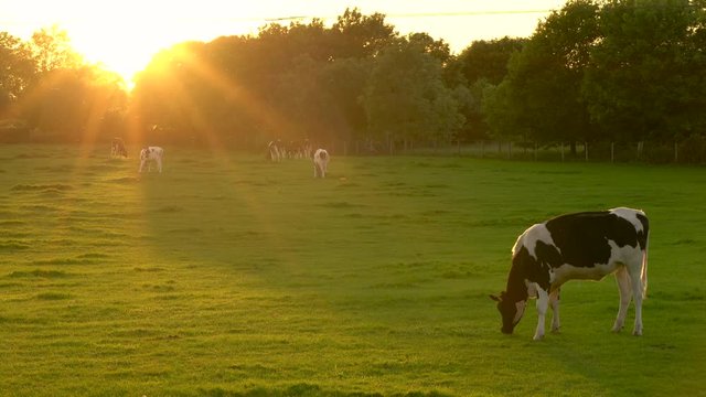 4K video clip showing herd of black and white Friesian cows grazing, eating grass in a field on a farm at sunset or sunrise