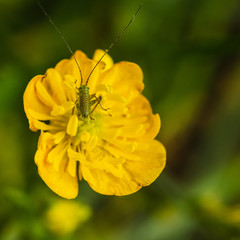 Insecte sur fleur jaune