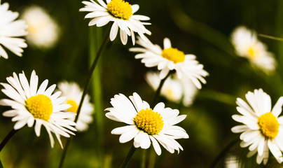 Camomille en macro