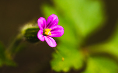 Fleur mauve en macro