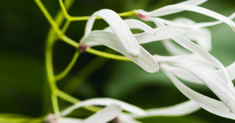 Plante blanche
