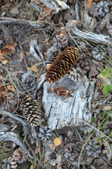 Cones of spruce tree in the forest. Forest undergrowth in a coniferous stand.