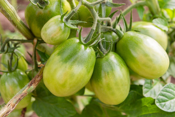 Green tomatoes hang on a branch ripen in the greenhouse