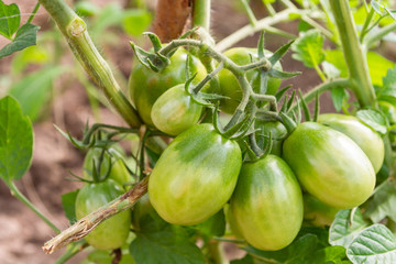 Fototapeta premium Green tomatoes hang on a branch ripen in the greenhouse