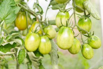 Green tomatoes hang on a branch ripen in the greenhouse