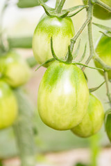 Green tomatoes hang on a branch ripen in the greenhouse