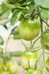 Green tomatoes hang on a branch ripen in the greenhouse