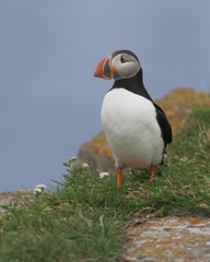 A closeup full body profile portrait of an Atlantic puffin at Elliston, Newfoundland